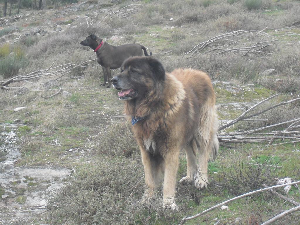 Terra Mista Alojamento Local Gouveia  Dış mekan fotoğraf